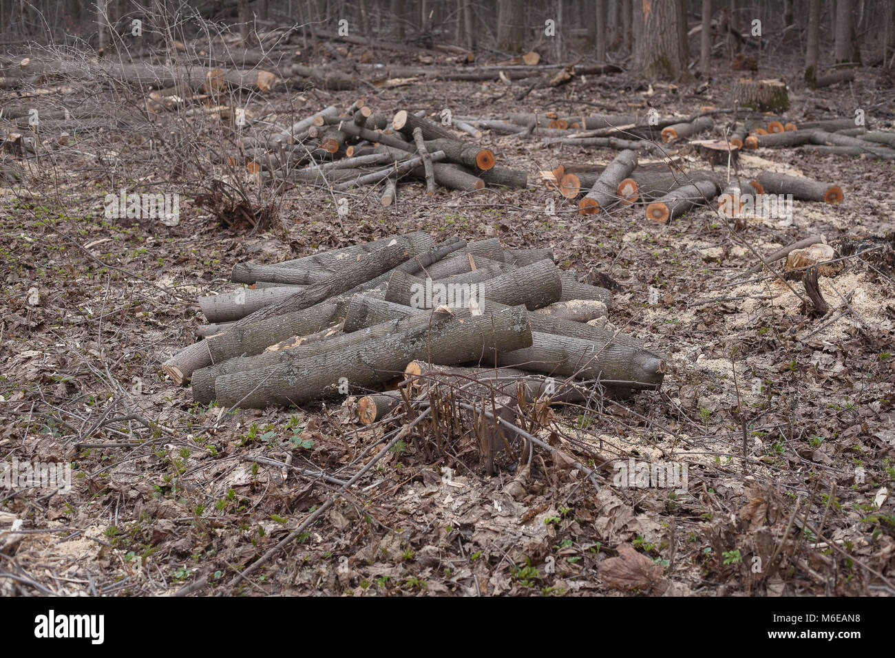 Dell'abbattimento illegale di alberi nella foresta. Ecologia. Foto Stock
