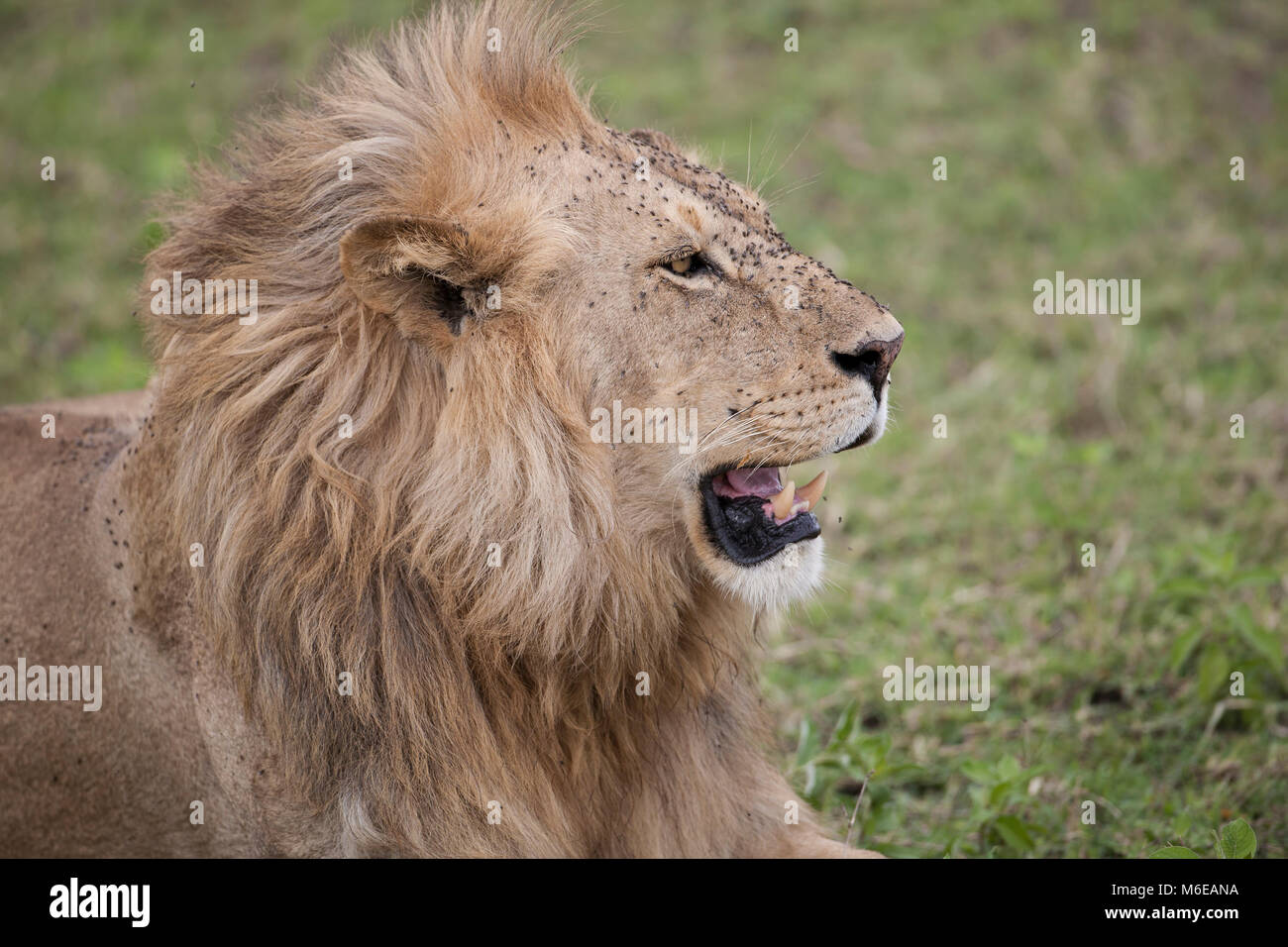 Close up di un maschio di testa leone Panthera leo su pascoli Foto Stock