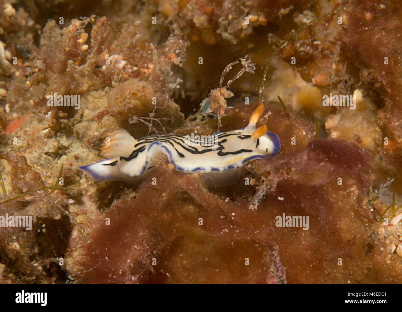 Hypselodoris maritima nudibranch in appoggio sui coralli di Bali, Indonesia Foto Stock