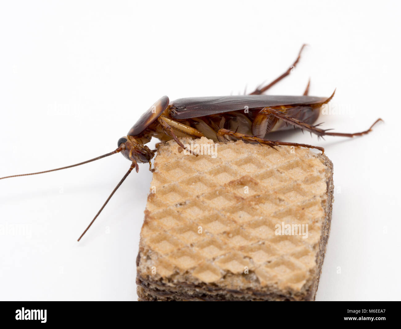 Closeup scarafaggio sul wafer al cioccolato. Gli scarafaggi sono portatori della malattia. Foto Stock
