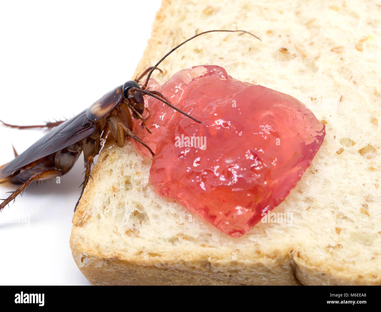 Close up scarafaggio sul pane integrale con marmellata di rosso.scarafaggio mangiare pane integrale su sfondo bianco(isolato sullo sfondo). Scarafaggi sono Foto Stock