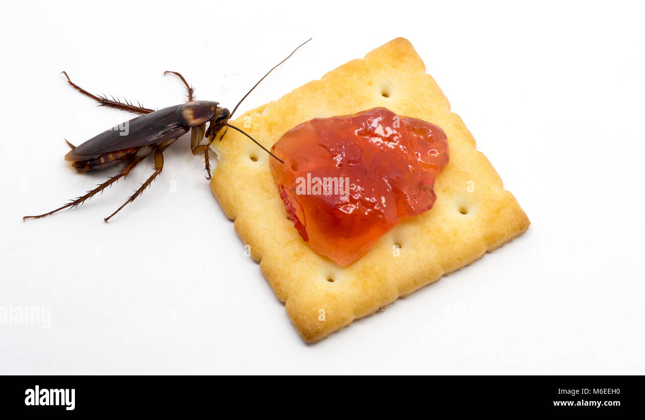 Close up scarafaggio sul biscotto confettura rossa.scarafaggio di mangiare il biscotto su sfondo bianco(isolato sullo sfondo). Gli scarafaggi sono portatori del dise Foto Stock