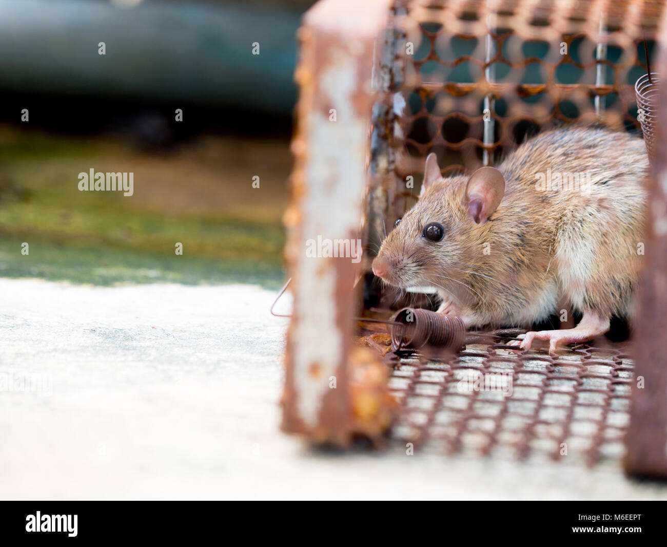 Il ratto è stato in una gabbia la cattura di un ratto ratto ha il contagio di malattie per gli esseri umani come la leptospirosi, la peste. Case e abitazioni non dovrebbe avere mi Foto Stock