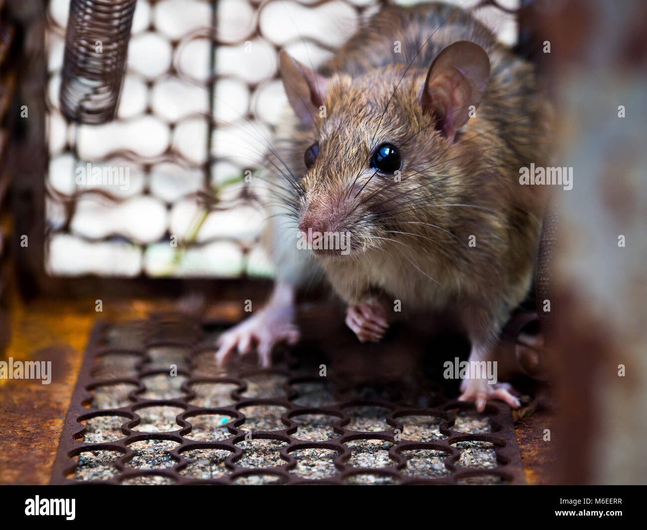 Il ratto è stato in una gabbia la cattura di un ratto ratto ha il contagio di malattie per gli esseri umani come la leptospirosi, la peste. Case e abitazioni non dovrebbe avere mi Foto Stock