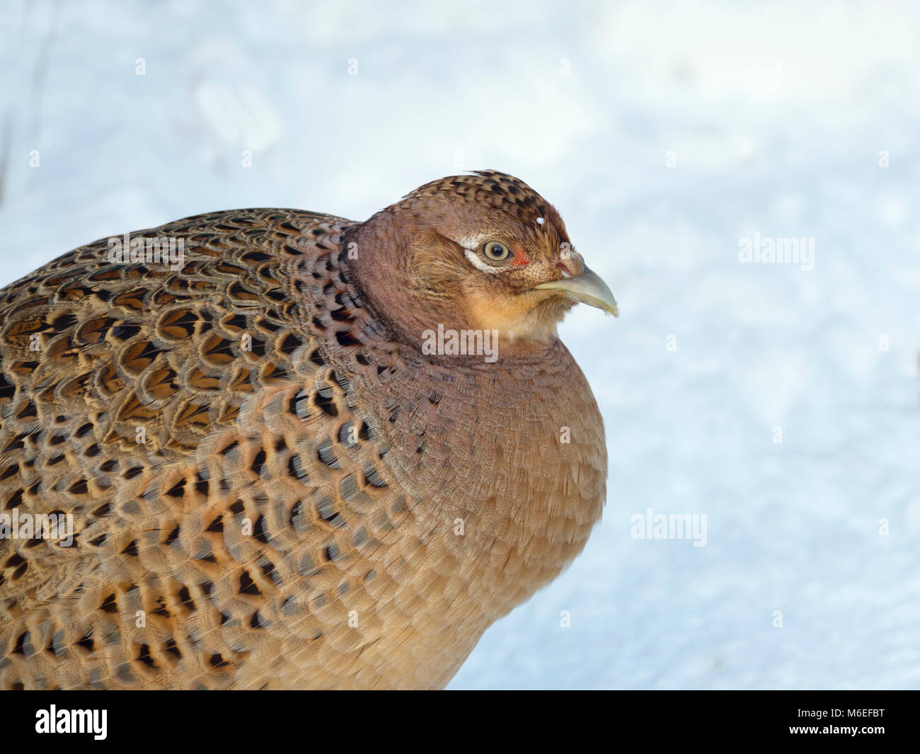Pheasant Phasianus colchicus femmina in inverno la neve Foto Stock