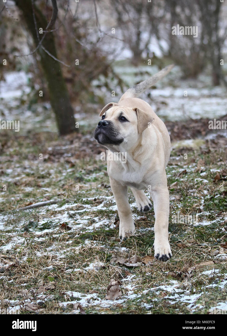 Bianco di tre mesi di età Ca de Bou (Mallorquin Mastiff) femmina cucciolo di cane per giocare all'aperto Foto Stock