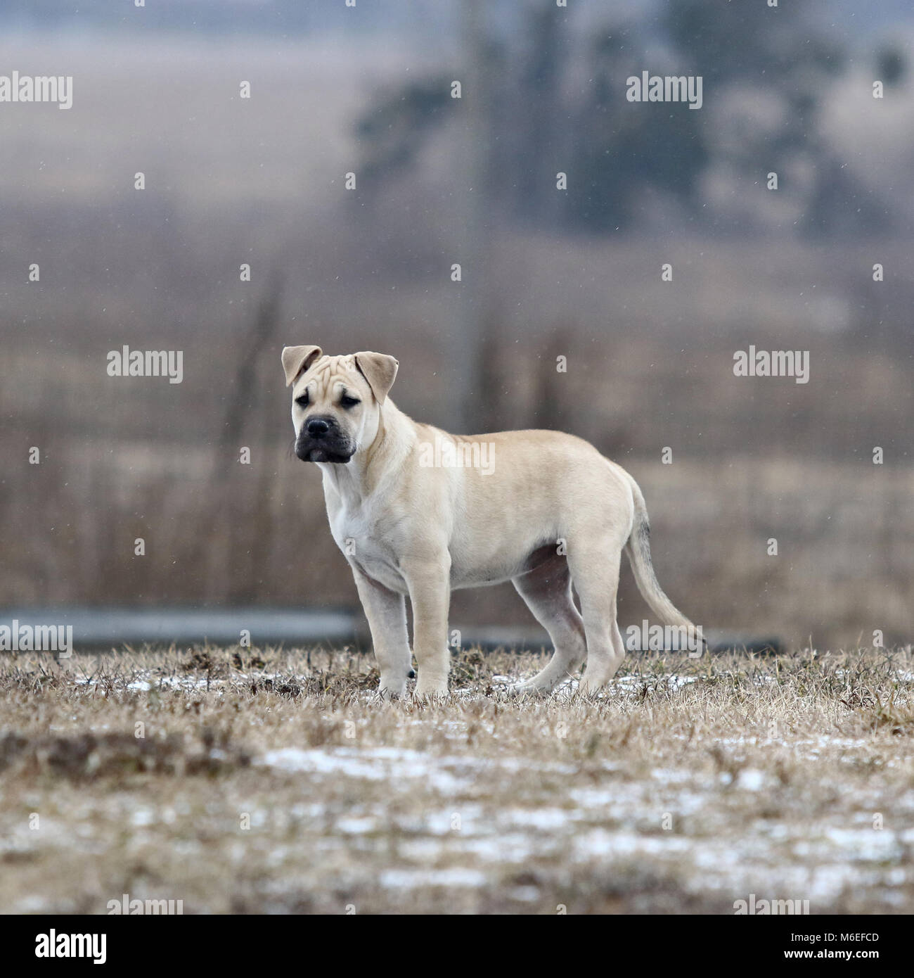 Bianco di tre mesi di età Ca de Bou (Mallorquin Mastiff) femmina cucciolo di cane per giocare all'aperto Foto Stock