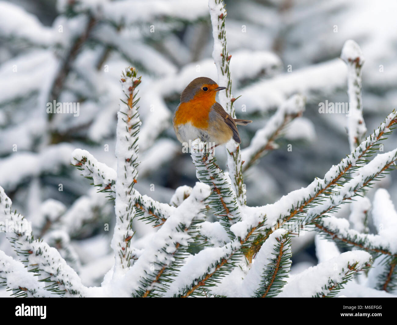 Robin Erithacus Rubecula nella neve Foto Stock