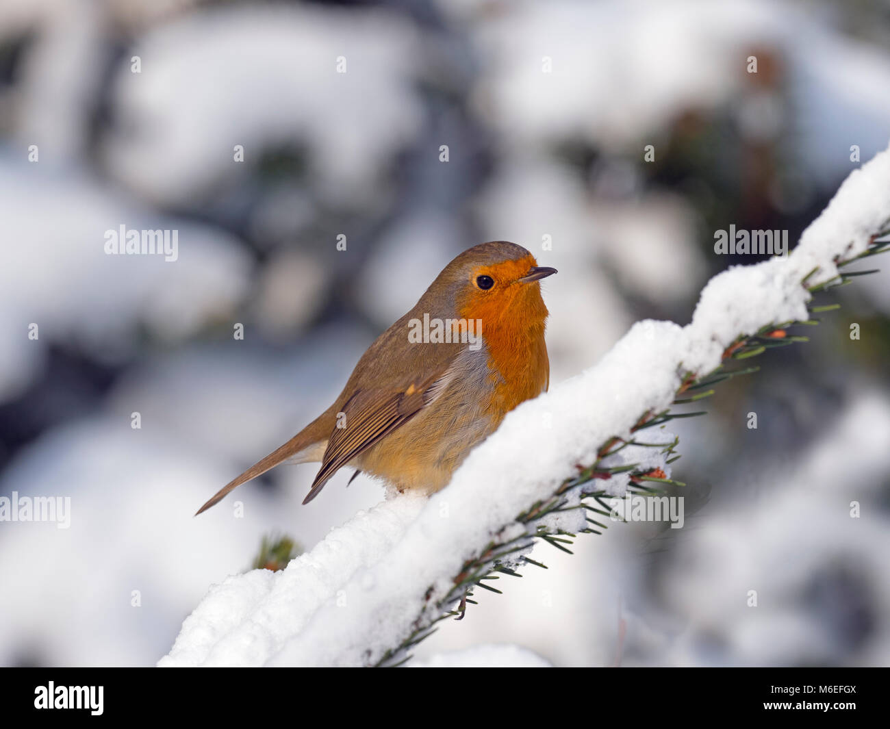 Robin Erithacus Rubecula nella neve Foto Stock