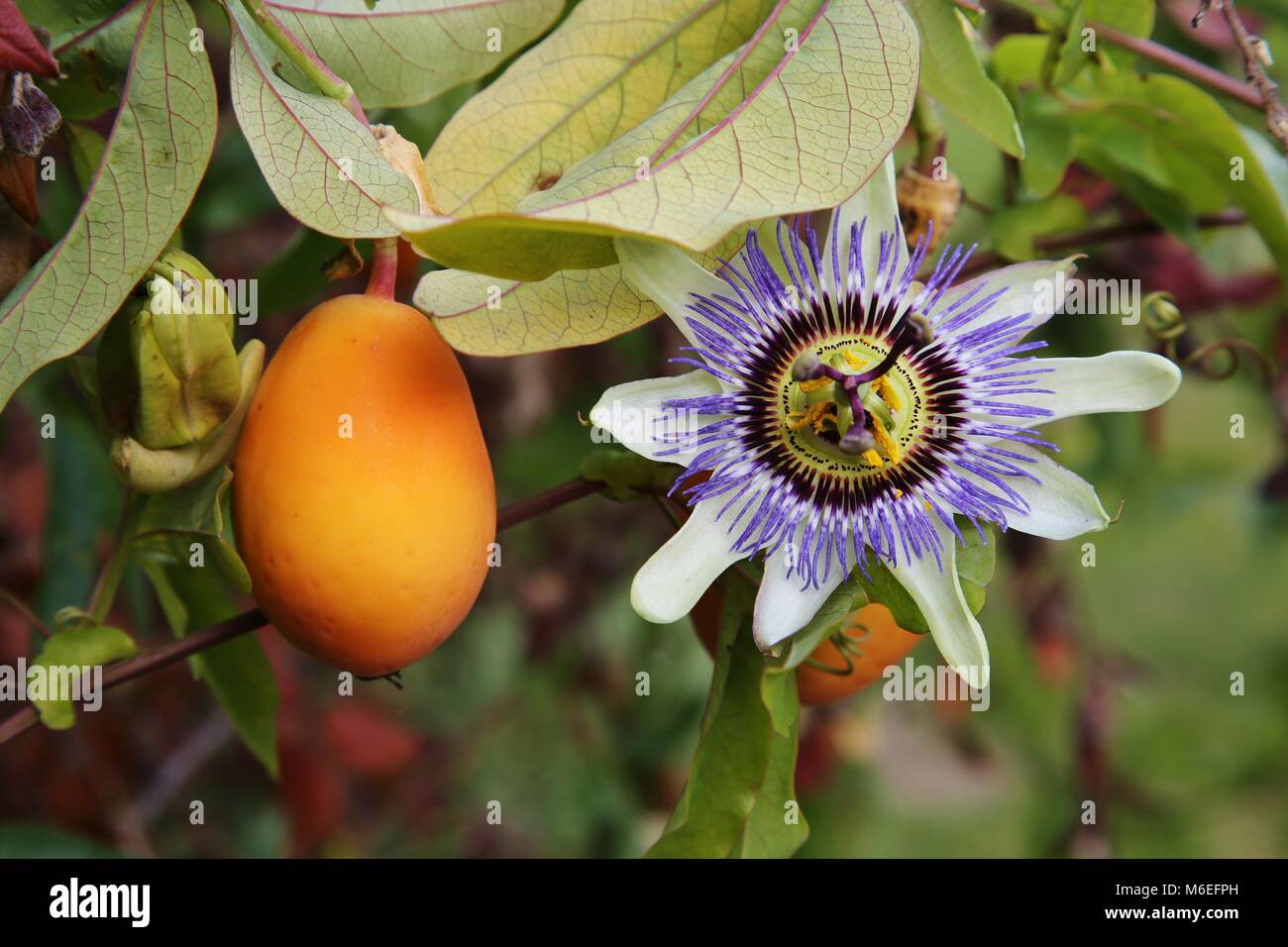 Il frutto della passione e fiori che crescono su vite in un giardino inglese Foto Stock