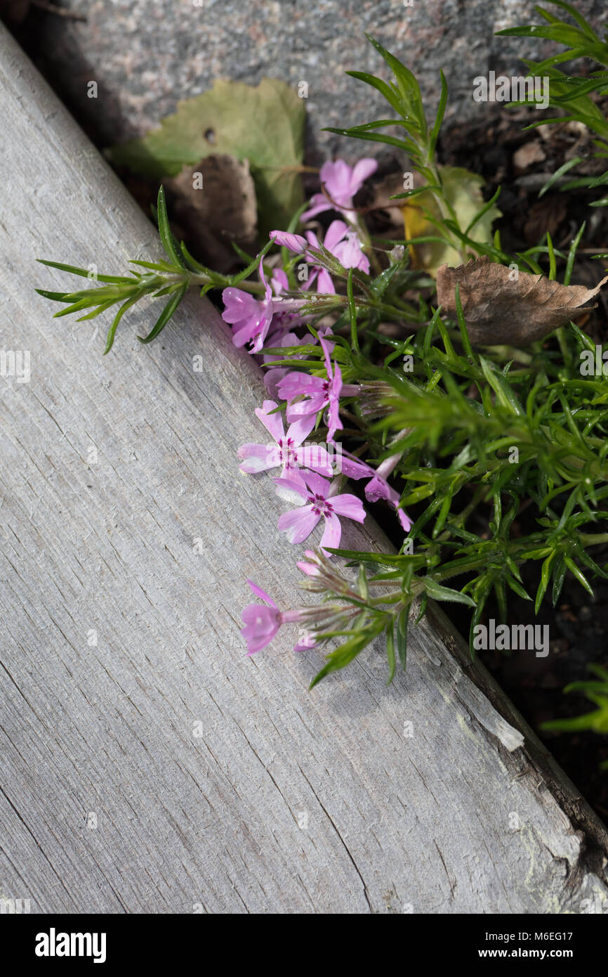 "Rosetta" Kelsey's Phlox, Skunkflox (Phlox kelseyi) Foto Stock