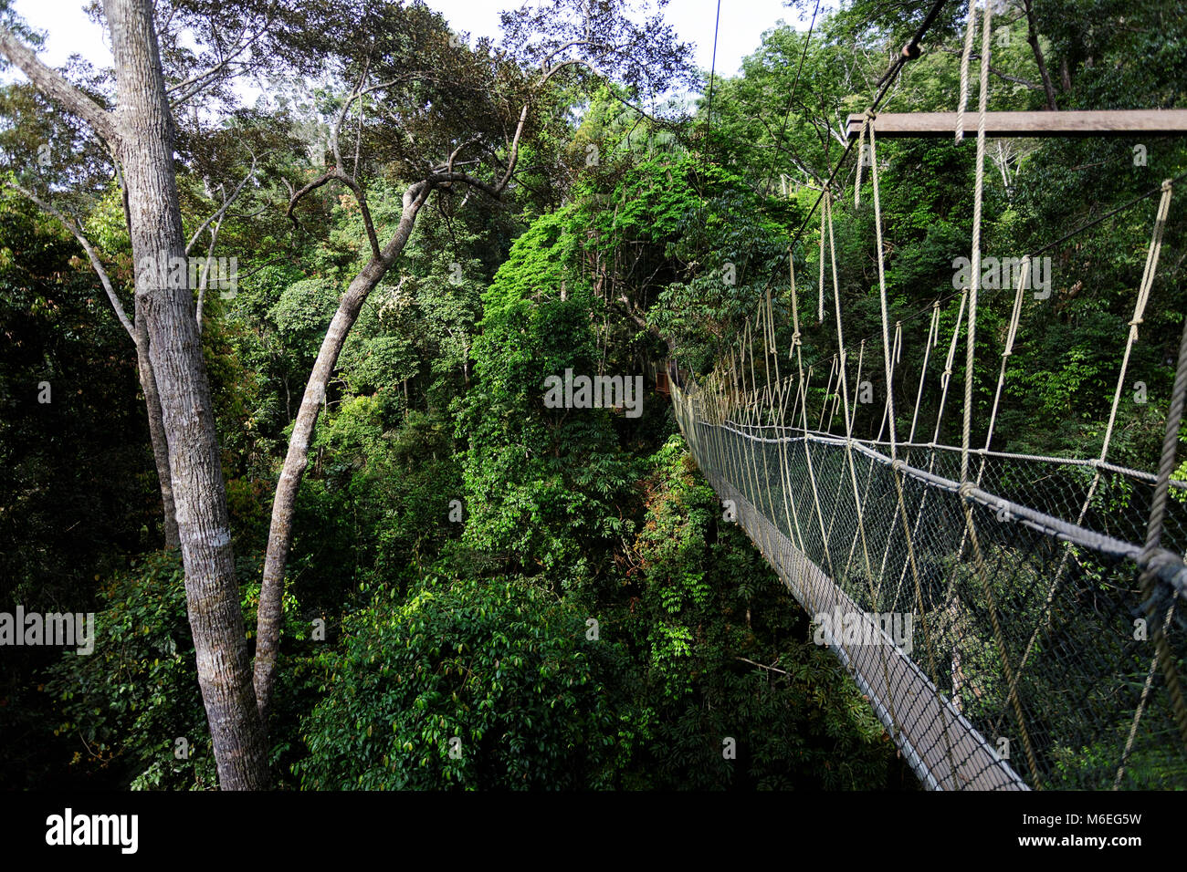 La tettoia a piedi nel Taman Negara's rainforest, Malaysia Foto Stock