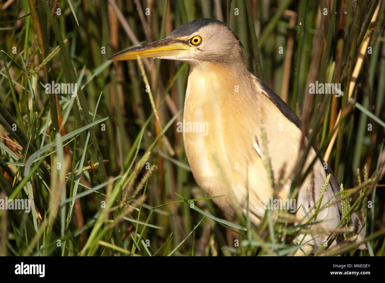 Tarabusino ritratto (Ixobrychus minutus) Foto Stock
