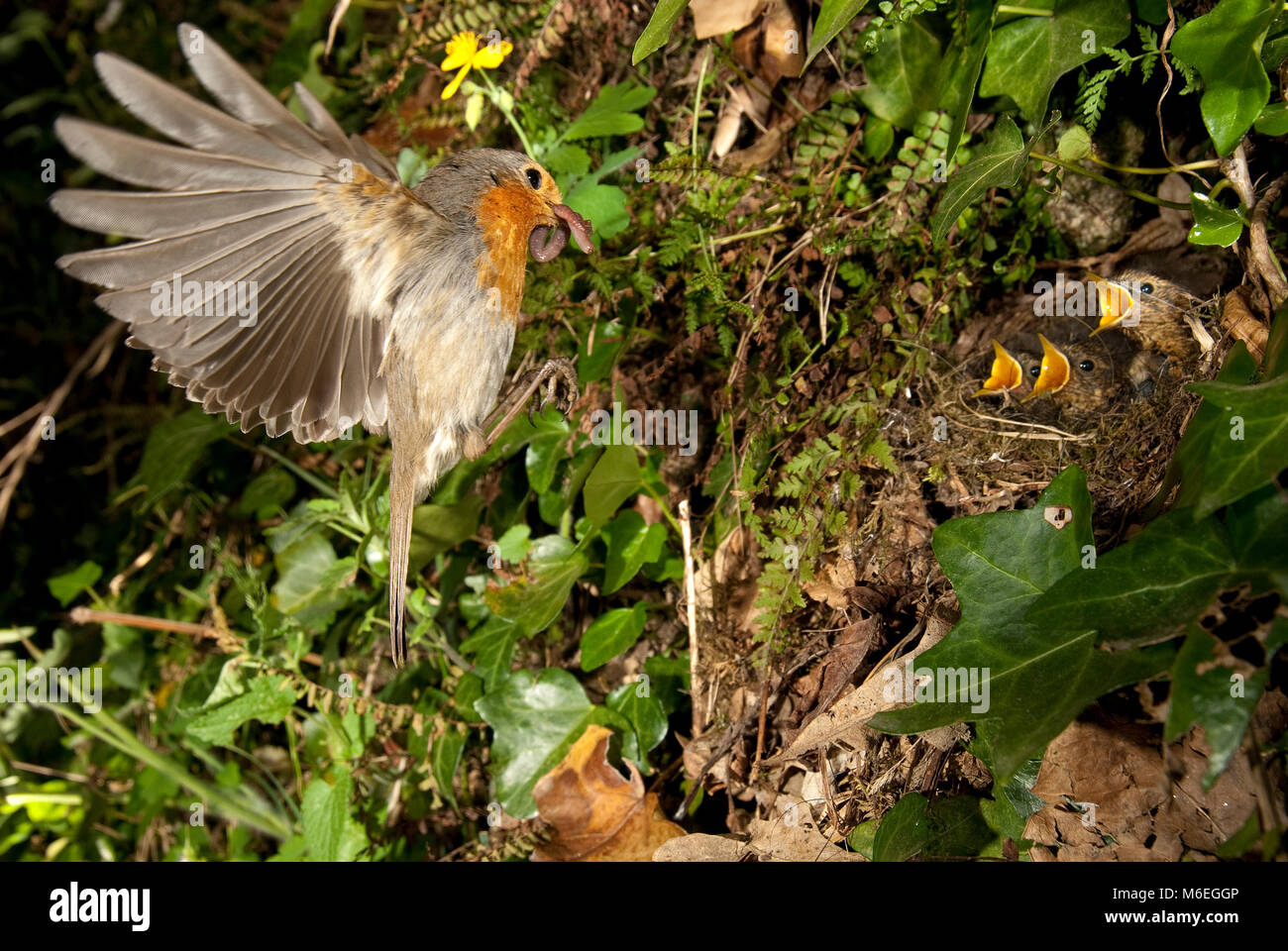Robin, Polli volanti ingrassati il loro nido (Erithacus rubecula) Foto Stock
