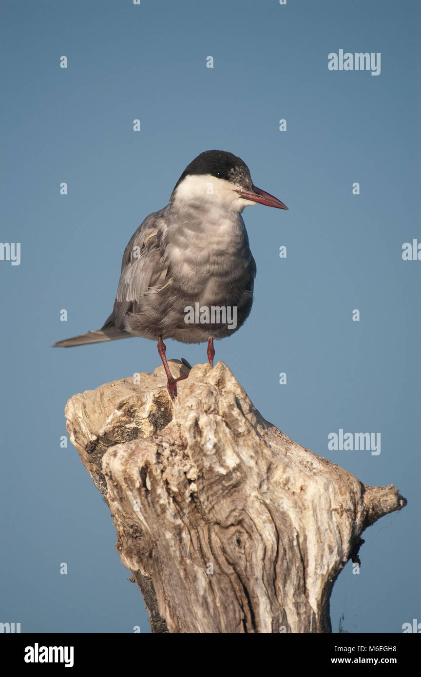 Mignattino piombato appollaiato(Chlidonias hybridus) Foto Stock