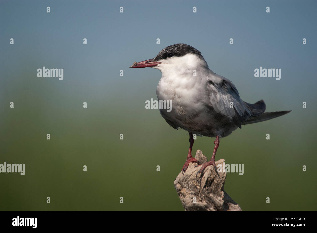 Mignattino piombato appollaiato(Chlidonias hybridus Foto Stock