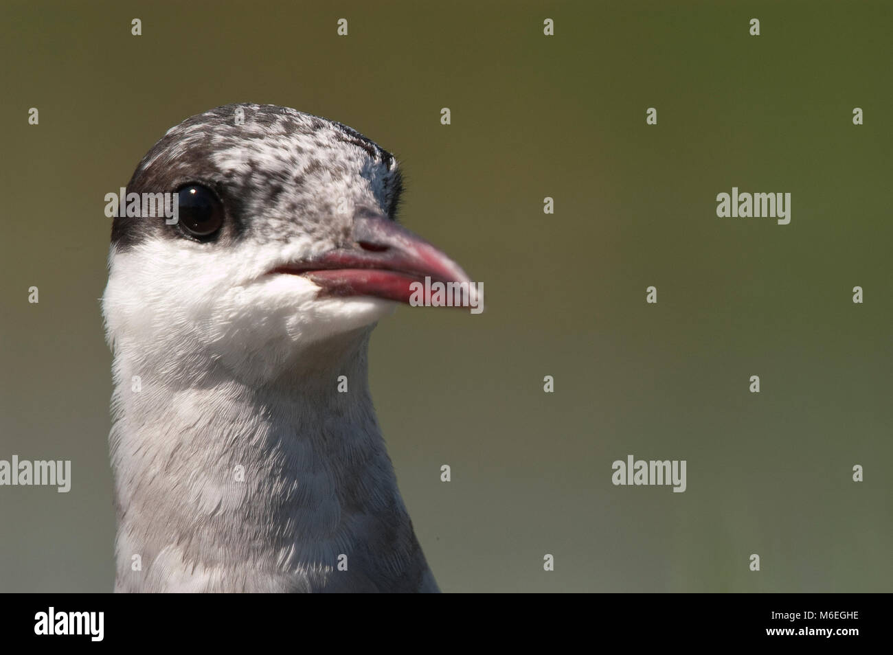 Mignattino piombato ritratto(Chlidonias hybridus) Foto Stock