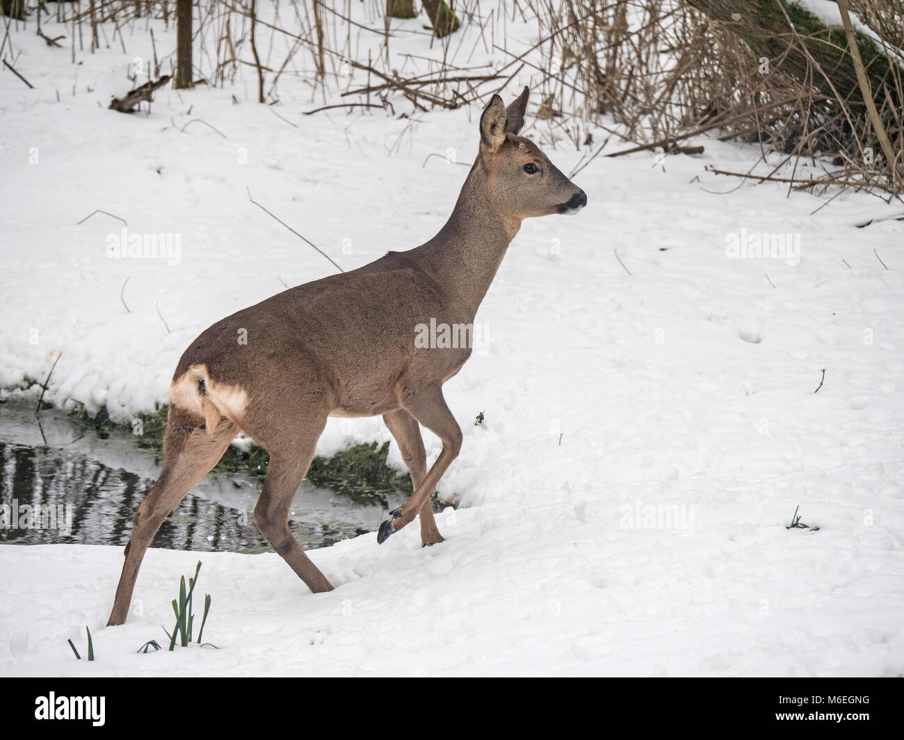 Il Roe Deer Capreolus capreolus in presenza di un notevole manto di neve Foto Stock
