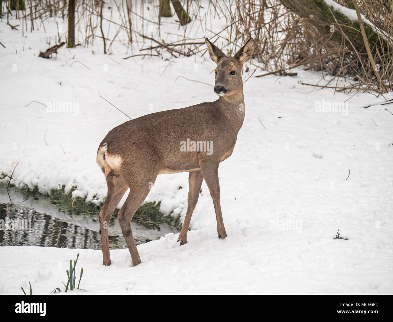 Il Roe Deer Capreolus capreolus in presenza di un notevole manto di neve Foto Stock