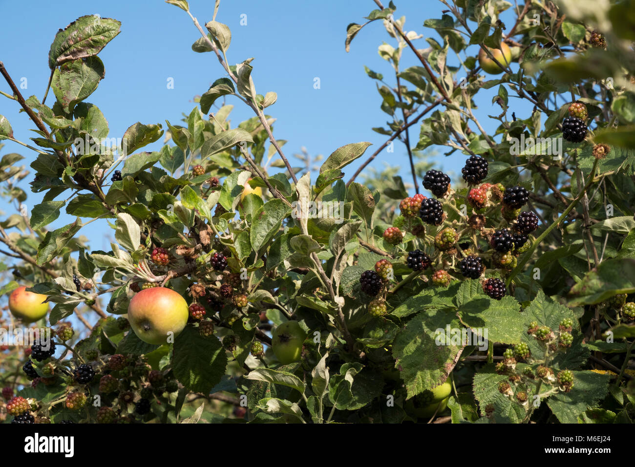 More selvatiche e mele selvatiche che crescono lungo il percorso a Pegwell Bay, vicino a Ramsgate, Thanet, Kent, nel mese di luglio Foto Stock