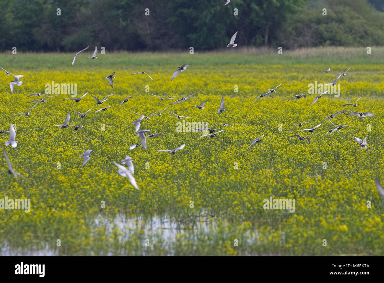 Mignattino piombato Chlidonias hybridus in volo La Brenne Regione Centrale Francia Foto Stock