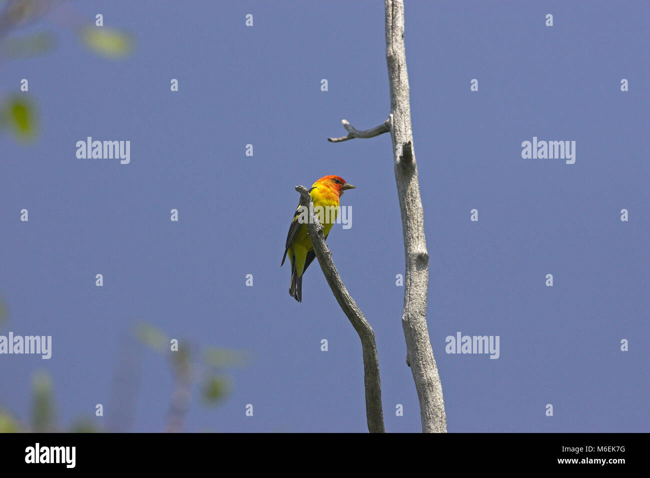 Western tanager Piranga ludoviciana maschio il Parco Nazionale di Yellowstone negli Stati Uniti d'America Foto Stock