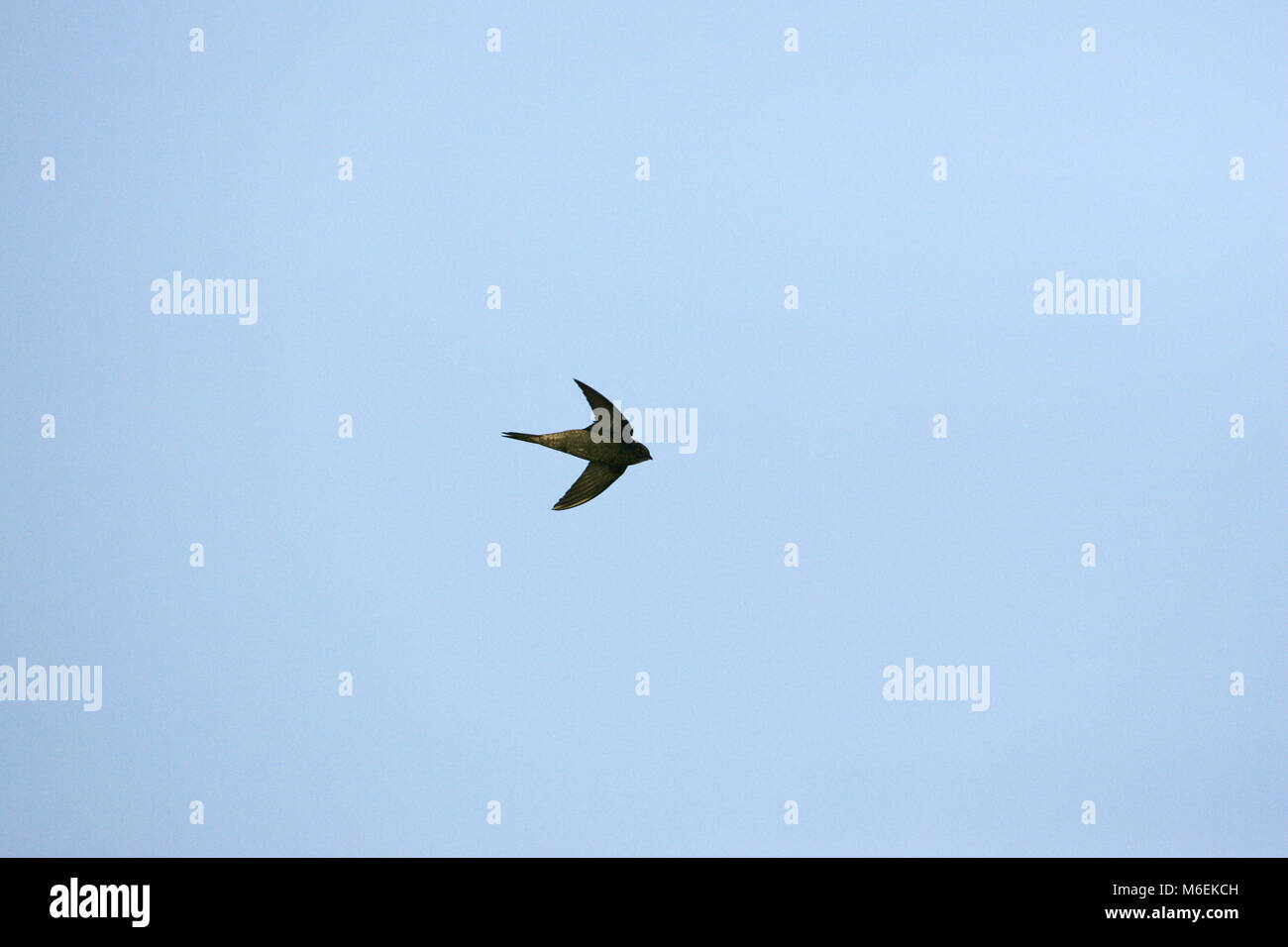 Common swift Apus apus in volo Foto Stock