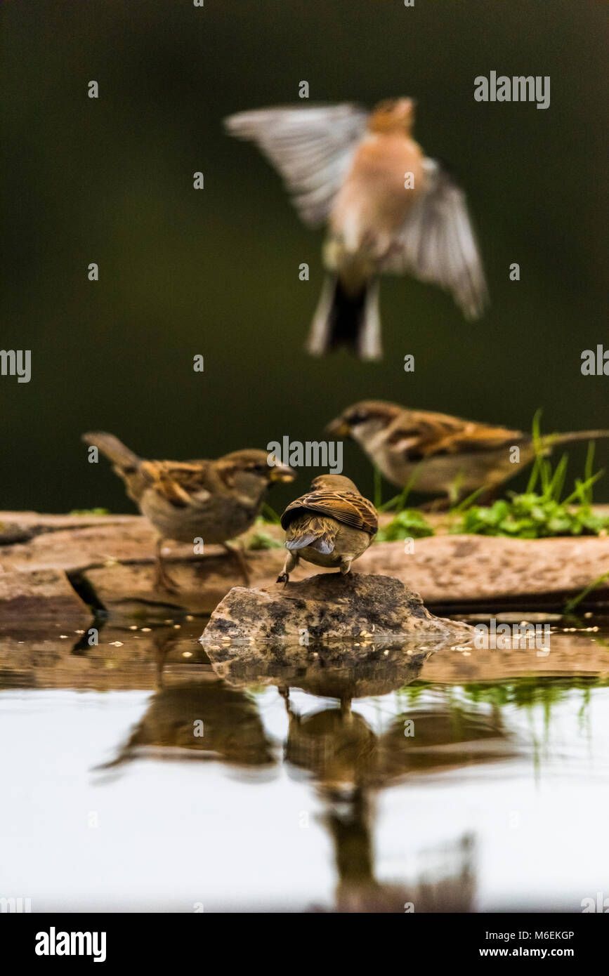 Casa passeri (passer domesticus) alimentazione, fringuello volare lontano Foto Stock