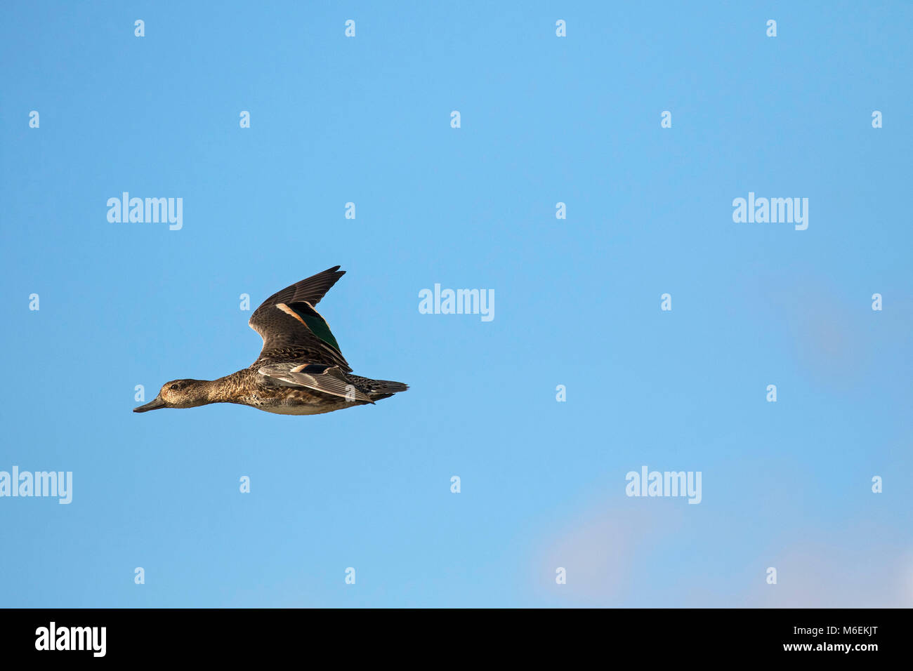 Comune di teal Anas crecca in volo su paludi Farlington Hampshire e dell' Isola di Wight Wildlife Trust Reserve Hampshire REGNO UNITO Inghilterra Ottobre 2016 Foto Stock