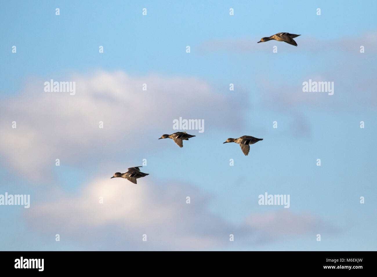 Comune di teal Anas crecca in volo su paludi Farlington Hampshire e dell' Isola di Wight Wildlife Trust Reserve Hampshire REGNO UNITO Inghilterra Ottobre 2016 Foto Stock