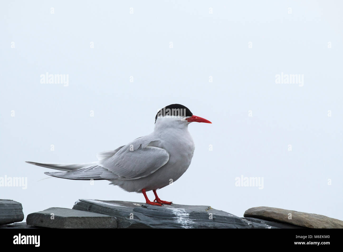 Sud Americana tern Sterna hirundinacea adulto su roccia Sealion Island Isole Falkland British Overseas territorio Dicembre 2016 Foto Stock