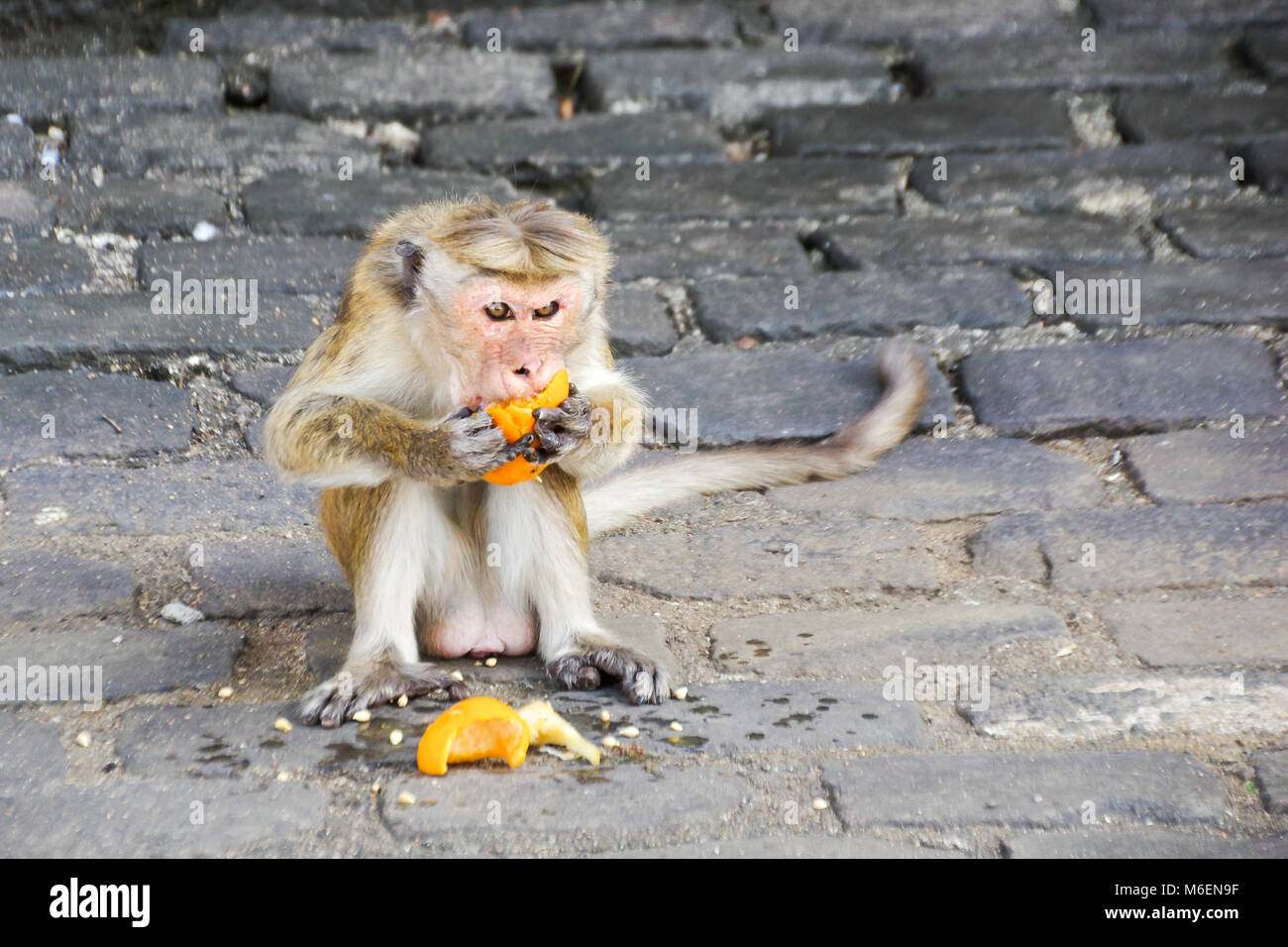 Toque macaque (macaca sinica) greedily mangiare un arancione sul marciapiede davanti di Dambulla cave templi di Sri Lanka Foto Stock