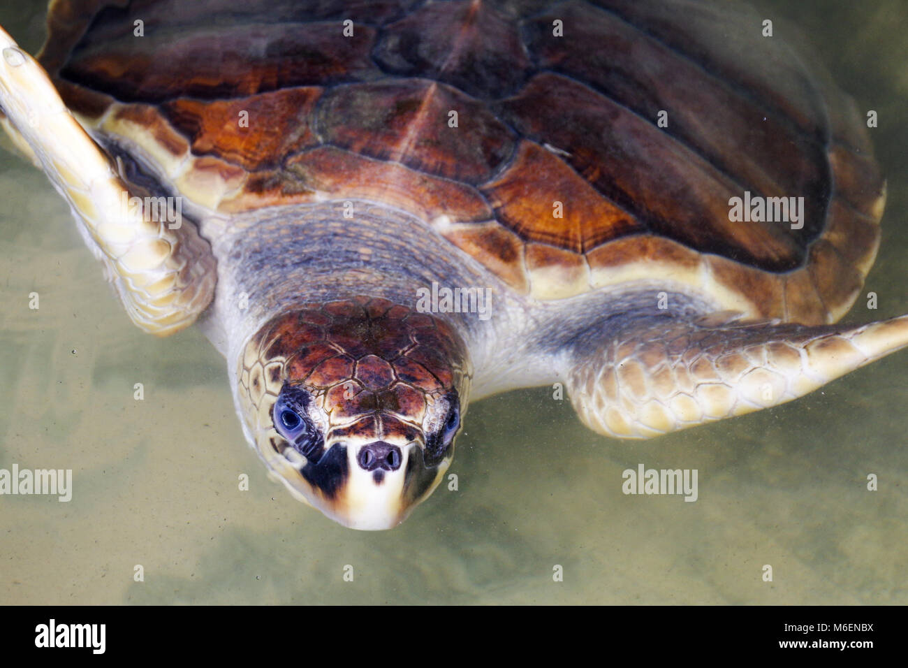 Tartaruga Verde in acqua poco profonda sull'isola di Sri Lanka, guardando dritto verso la fotocamera incredibilmente con gli occhi blu e sguardo intelligente Foto Stock