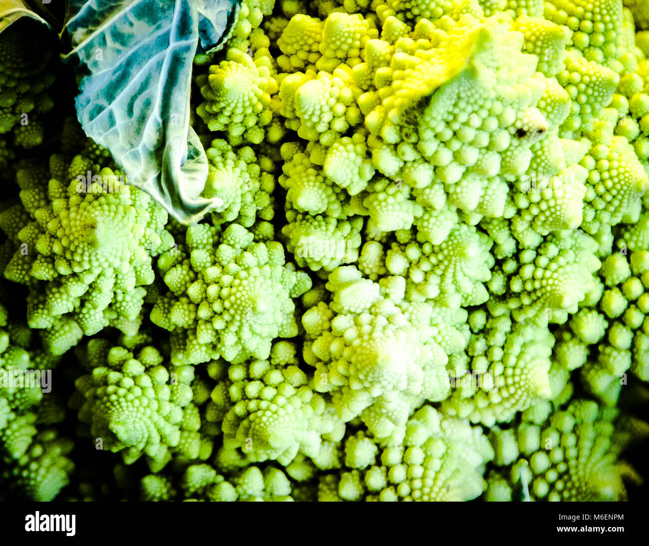 Vista ravvicinata del romanesco broccoli, noto come cavolfiore romano, è un fiore commestibile e chartreuse a colori Foto Stock