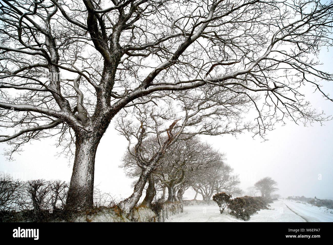 Yelverton, Dartmoor Devon, Regno Unito. Prima neve dal 'Bestia da est" colpisce il bordo del Dartmoor vicino a Lee Moor nel Devon questo pomeriggio. Foto Stock