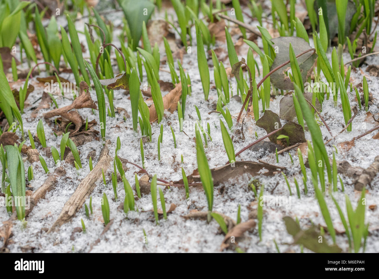 Coperta di neve Ramsons (Allium ursinum) / aglio selvatico foglie durante il 2018 Bestia da est vortice polare che ha causato problemi molto diffuso. Foto Stock