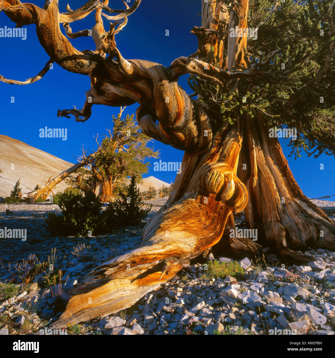 Bristlecone Pine, Pinus longaeva, Montagna Bianca, Inyo National Forest, Sierra orientale, California Foto Stock