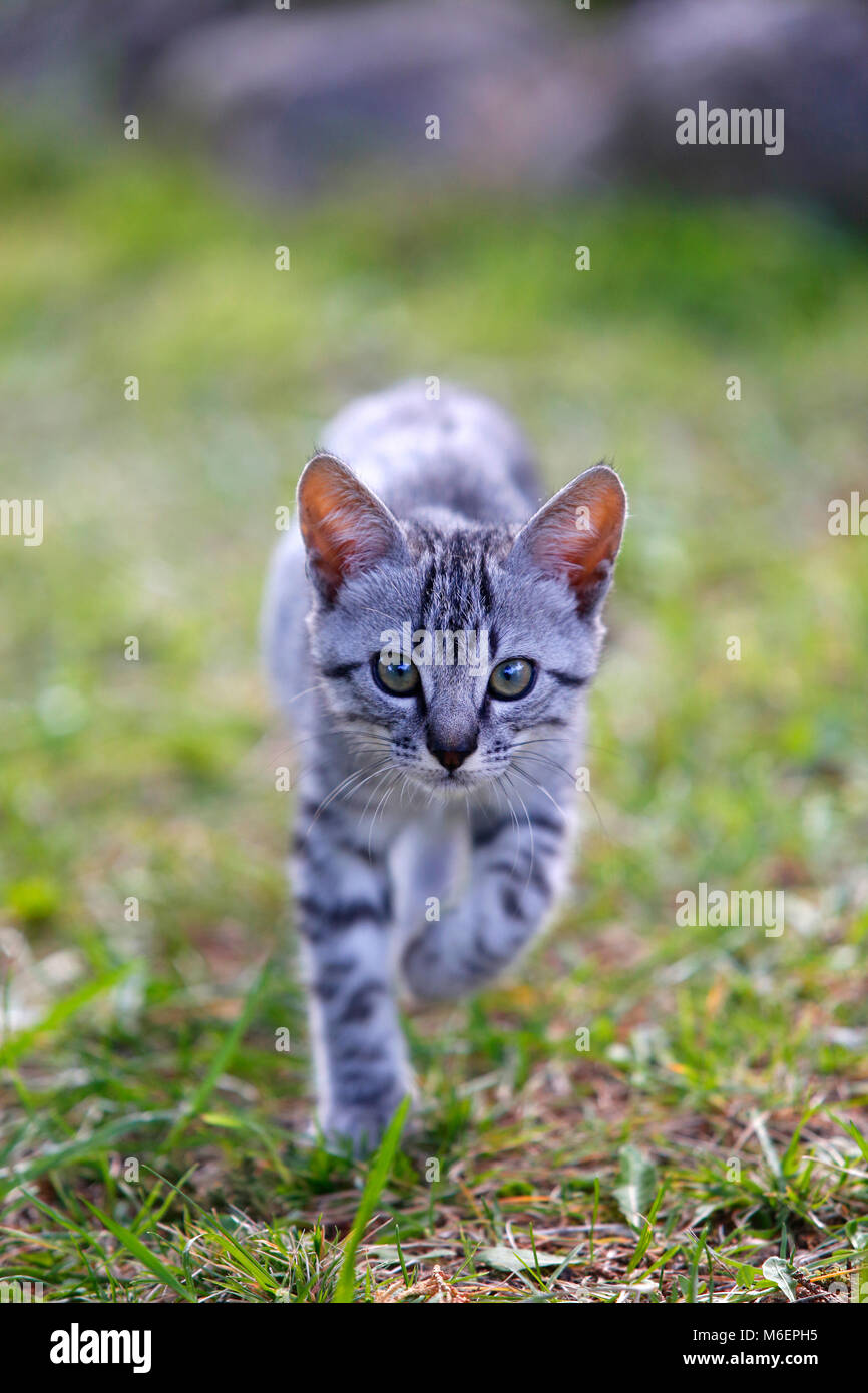2 mese fa gattino camminando verso la telecamera. Foto Stock