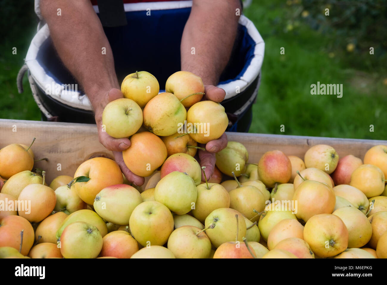 Mani tenendo un sacco di mele durante il raccolto Foto Stock