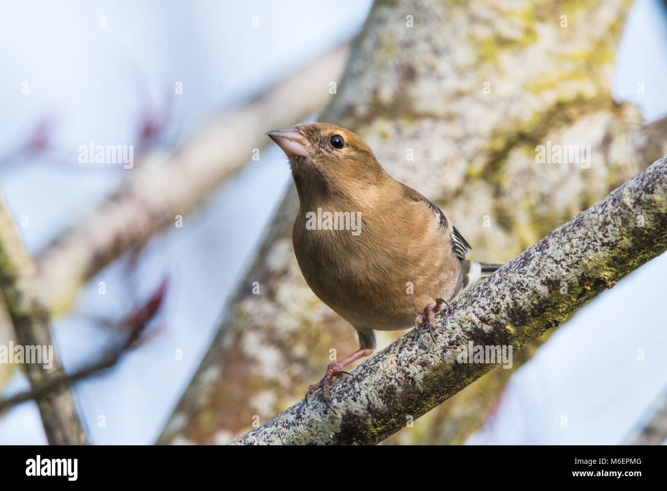Fringuello Foto Stock