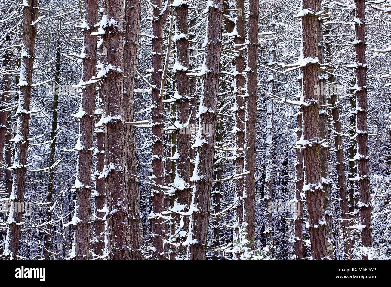 Coperta di neve rami di un larice sui bordi di bosco folto in inverno Cannock Chase AONB. Foto Stock Coperta di neve rami di un larice sui bordi di bosco folto in inverno Cannock Chase AONB. Foto Stock