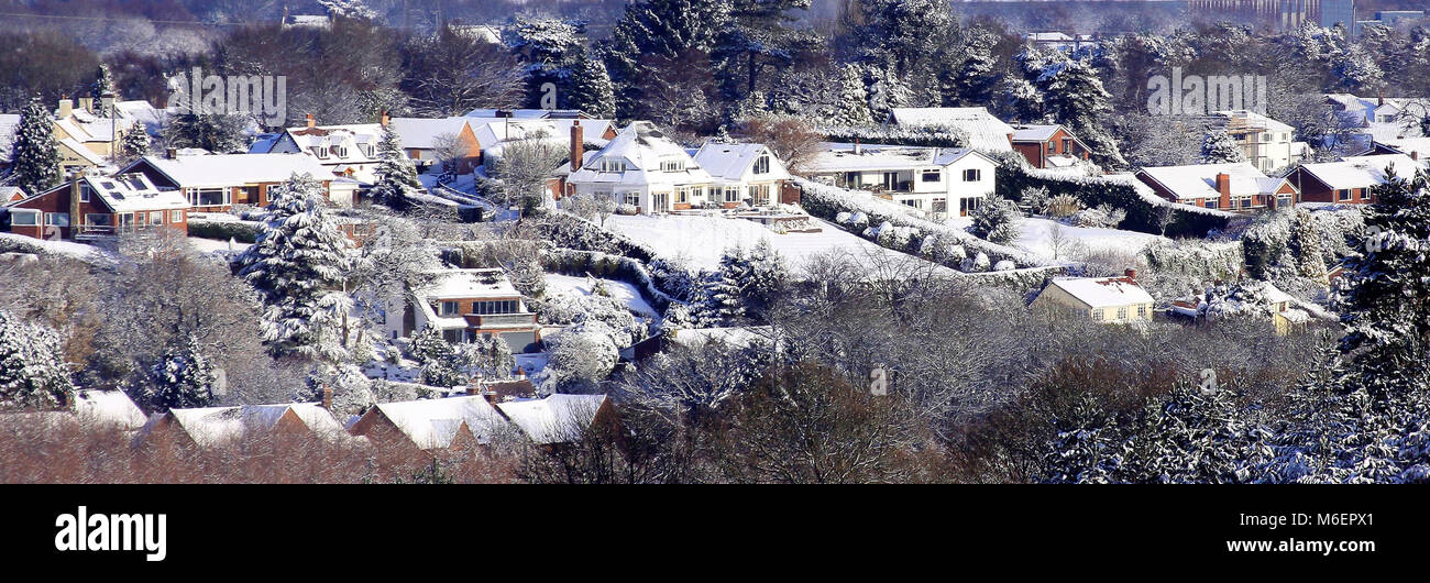 Coperta di neve rami di un larice sui bordi di bosco folto in inverno Cannock Chase AONB. Foto Stock