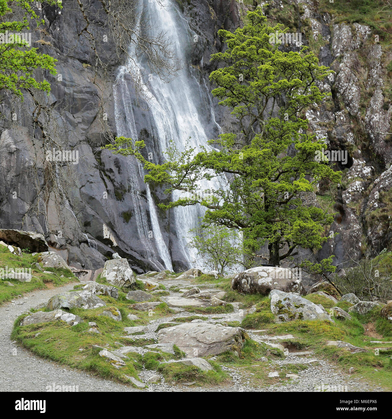 Albero di biancospino in primavera alla Aber cade Snowdonia Gwynedd Galles del Nord Foto Stock