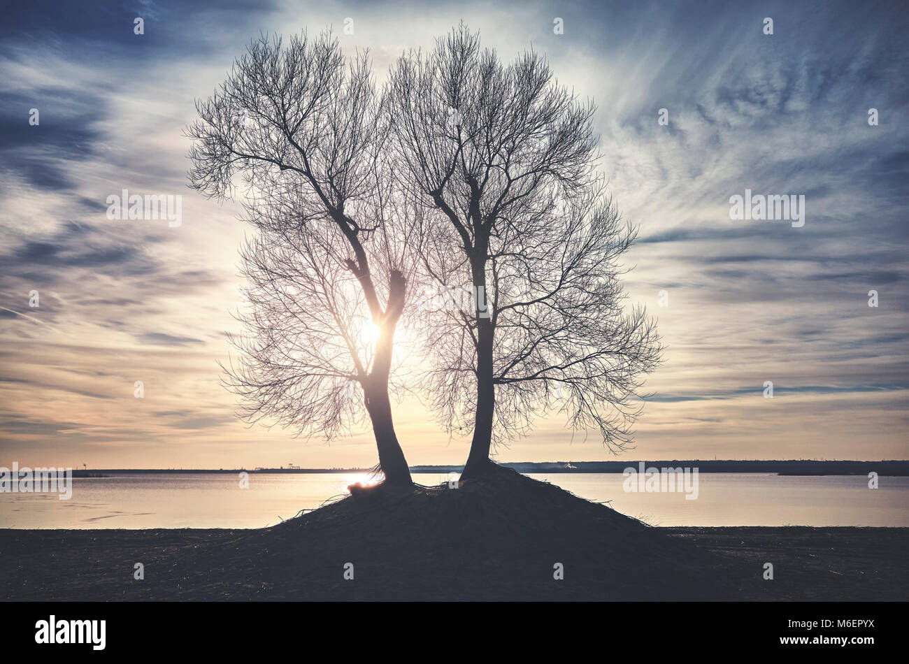 Twin alberi sagome su una riva di un fiume al tramonto, dai toni di colore dell'immagine. Foto Stock