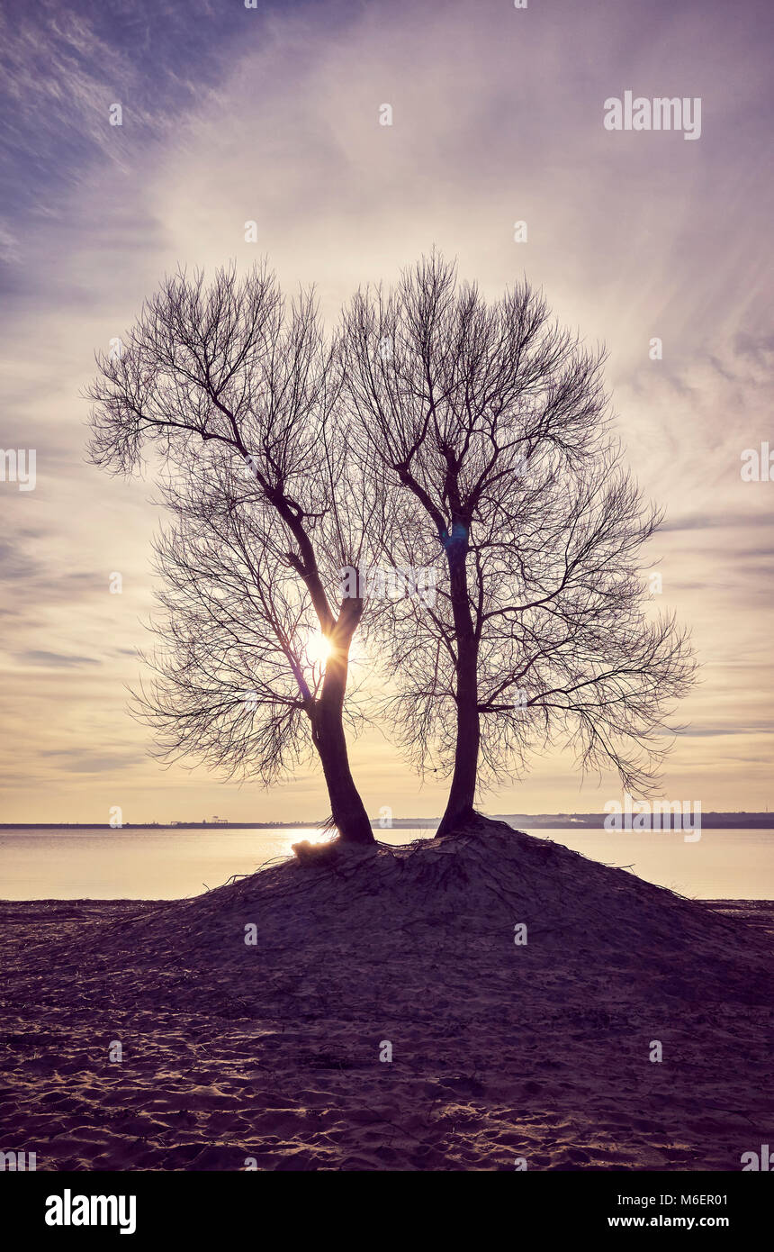 Twin alberi sagome su una riva di un fiume al tramonto, dai toni di colore dell'immagine. Foto Stock