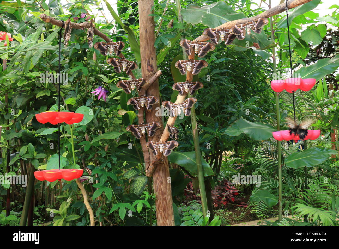 Numerose farfalle appollaiato su rami Foto Stock