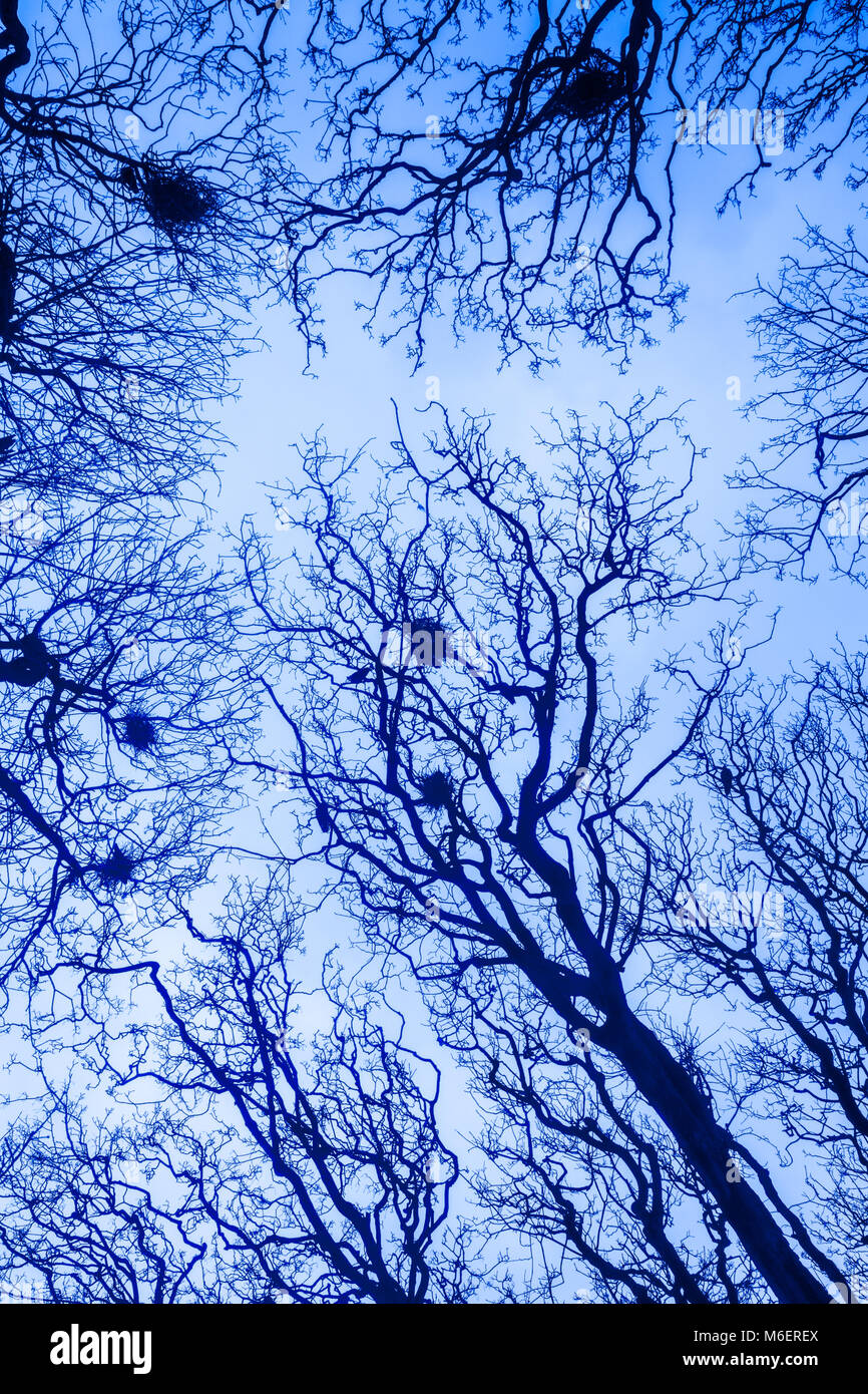 Spooky vista di un nido di corvi in alberi di quercia con un blu e atmosfera desolata Foto Stock