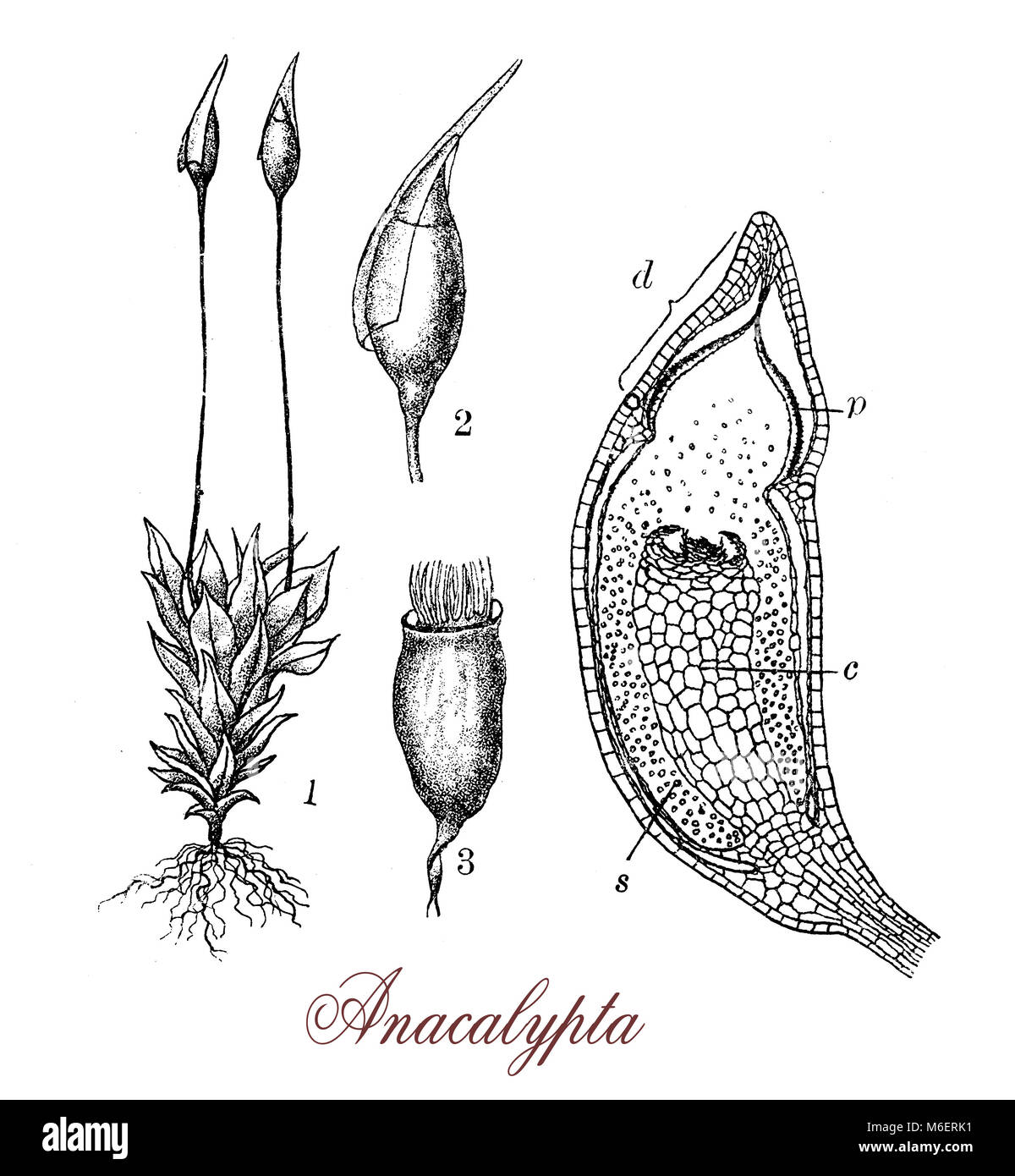 Vintage incisione di anacalypta, annuale o biennale moss pianta della famiglia Pottiaceae, con ovale di colore giallo di capsule con una dentatura sulla punta Foto Stock