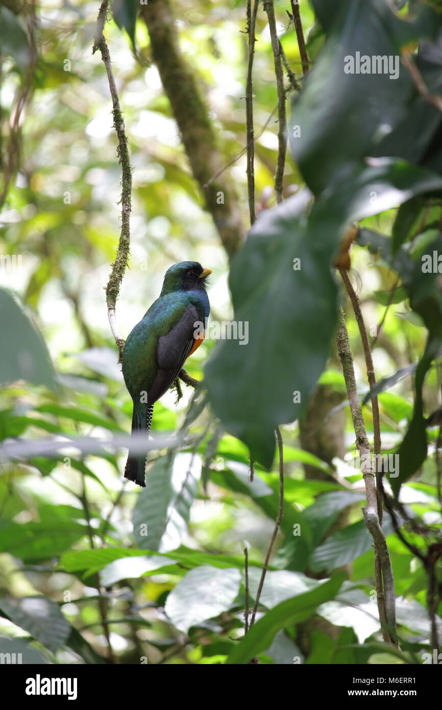 Arancio maschio -panciuto Trogon Foto Stock