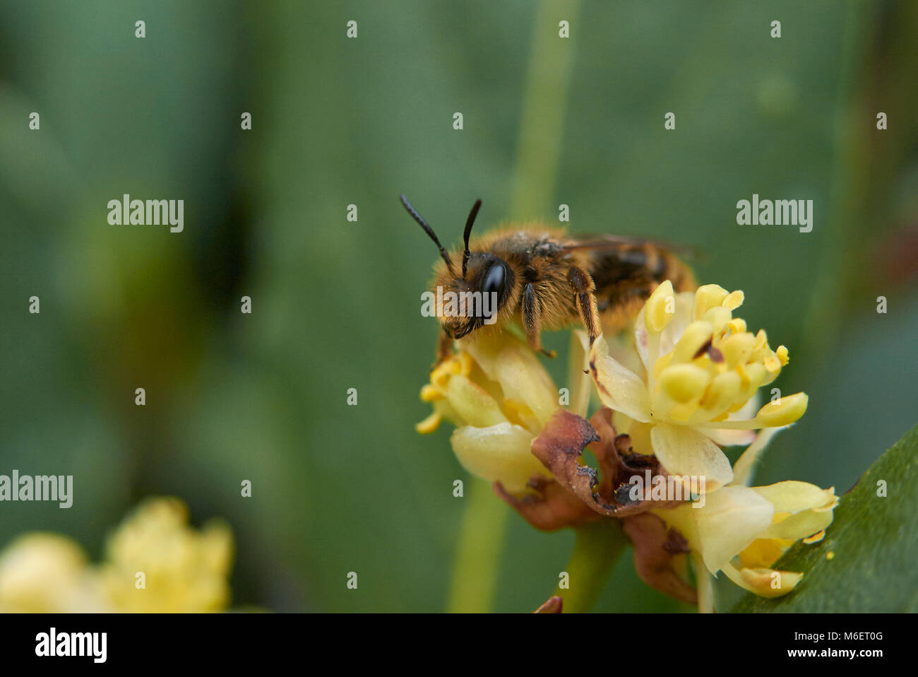 Laurus nobilis Foto Stock